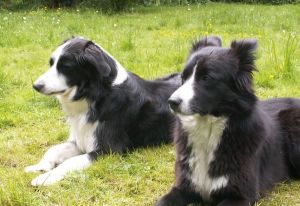 Moni und Dala drfen nicht an den mit Wurst gefllten Drahtball